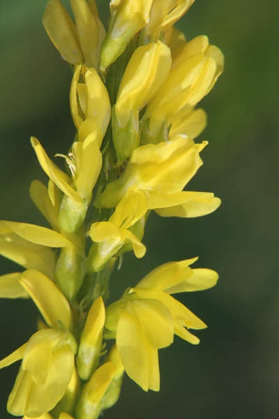 Echter Steinklee (Melilotus officinalis) Echter Steinklee (<i>Melilotus officinalis</i>)